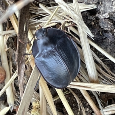 Pterohelaeus piceus (Pie-dish beetle) at Casey, ACT - 14 Jan 2023 by Hejor1