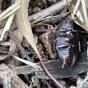 Pterohelaeus piceus at Casey, ACT - 14 Jan 2023 06:26 PM