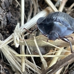 Pterohelaeus piceus at Casey, ACT - 14 Jan 2023 06:26 PM