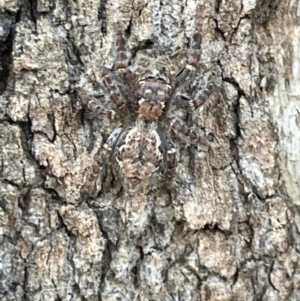 Servaea villosa at Casey, ACT - 14 Jan 2023 07:02 PM