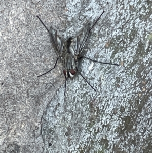 Senostoma sp. (genus) at Casey, ACT - 14 Jan 2023 07:11 PM