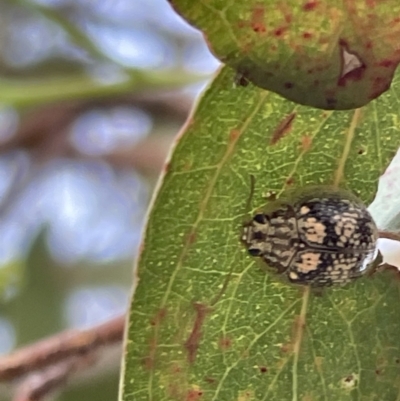 Paropsisterna sp. ("Ch11" of DeLittle 1979) (A leaf beetle) at Casey, ACT - 14 Jan 2023 by Hejor1