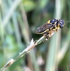 Pergagrapta bella (A sawfly) at Casey, ACT - 14 Jan 2023 by Hejor1