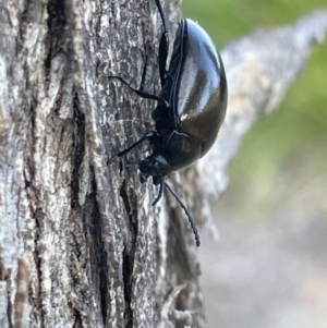 Chalcopteroides spectabilis at Casey, ACT - 15 Jan 2023 09:09 AM