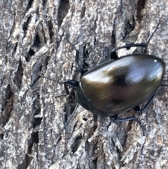 Chalcopteroides spectabilis at Casey, ACT - 15 Jan 2023 09:09 AM