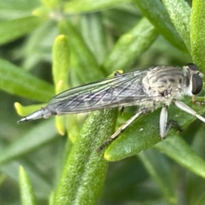 Cerdistus sp. (genus) at Casey, ACT - 15 Jan 2023