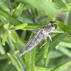 Cerdistus sp. (genus) at Casey, ACT - 15 Jan 2023