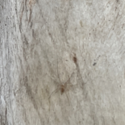 Tamopsis sp. (genus) (Two-tailed spider) at Casey, ACT - 15 Jan 2023 by Hejor1