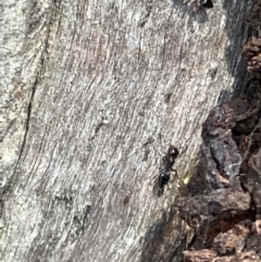 Crematogaster sp. (genus) (Acrobat ant, Cocktail ant) at Casey, ACT - 14 Jan 2023 by Hejor1