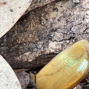 Anoplognathus sp. (genus) at Casey, ACT - 15 Jan 2023 09:24 AM