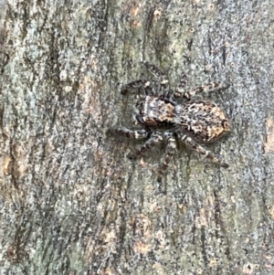 Servaea sp. (genus) at Casey, ACT - 15 Jan 2023