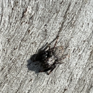 Servaea sp. (genus) at Casey, ACT - 15 Jan 2023