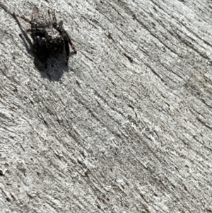 Servaea sp. (genus) at Casey, ACT - 15 Jan 2023 09:30 AM