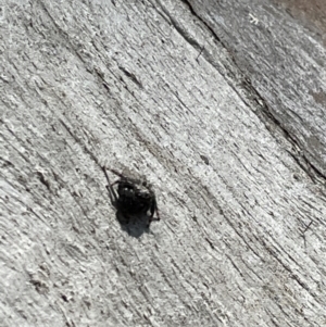 Servaea sp. (genus) at Casey, ACT - 15 Jan 2023