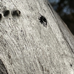 Servaea sp. (genus) at Casey, ACT - 15 Jan 2023