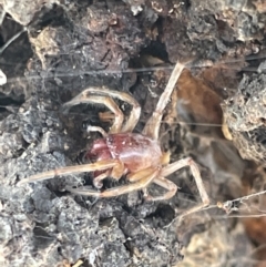 Unidentified Other hunting spider at Casey, ACT - 14 Jan 2023 by Hejor1