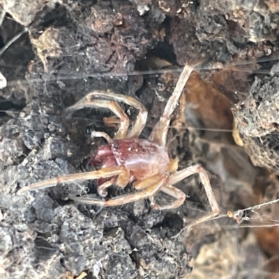 Unidentified Other hunting spider at Casey, ACT - 14 Jan 2023 by Hejor1