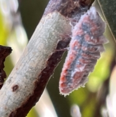 Monophlebulus sp. (genus) (Giant Snowball Mealybug) at Casey, ACT - 15 Jan 2023 by Hejor1