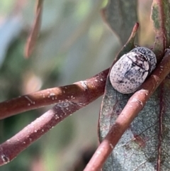 Trachymela sp. (genus) (Brown button beetle) at Casey, ACT - 15 Jan 2023 by Hejor1