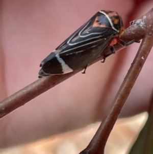 Eurymeloides lineata at Casey, ACT - 15 Jan 2023