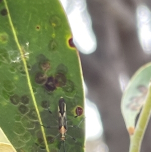 Rayieria acaciae at Casey, ACT - 15 Jan 2023