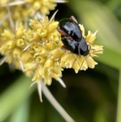 Arsipoda holomelaena (Red-legged flea beetle) at Casey, ACT - 15 Jan 2023 by Hejor1