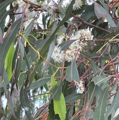 Eucalyptus globulus subsp. bicostata (Southern Blue Gum, Eurabbie) at Casey, ACT - 15 Jan 2023 by Hejor1