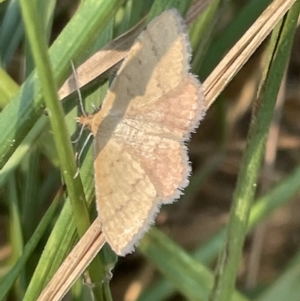 Scopula rubraria at Nicholls, ACT - 15 Jan 2023 12:16 PM