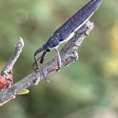 Rhinotia phoenicoptera (Belid weevil) at Ainslie, ACT - 15 Jan 2023 by Hejor1