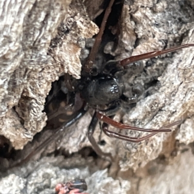 Lampona sp. (genus) (White-tailed spider) at Ainslie, ACT - 15 Jan 2023 by Hejor1