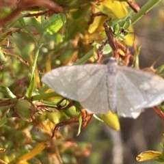 Geometridae (family) ADULT at Ainslie, ACT - 15 Jan 2023 by Hejor1