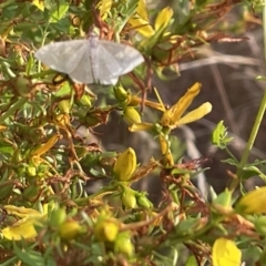 Geometridae (family) ADULT at Ainslie, ACT - 15 Jan 2023 07:03 PM