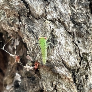 Eurymeloides sp. (genus) at Mount Ainslie - 15 Jan 2023