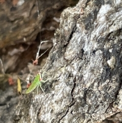 Eurymeloides sp. (genus) at Mount Ainslie - 15 Jan 2023