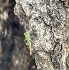 Eurymeloides sp. (genus) at Mount Ainslie - 15 Jan 2023