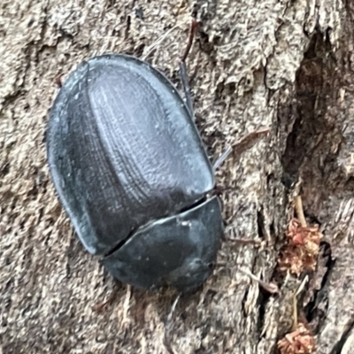 Pterohelaeus sp. (genus) (Pie-dish beetle) at Mount Ainslie - 15 Jan 2023 by Hejor1