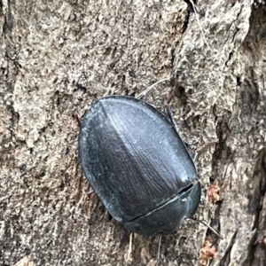 Pterohelaeus sp. (genus) at Ainslie, ACT - 15 Jan 2023