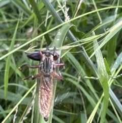 Zosteria sp. (genus) (Common brown robber fly) at Campbell, ACT - 16 Jan 2023 by Hejor1