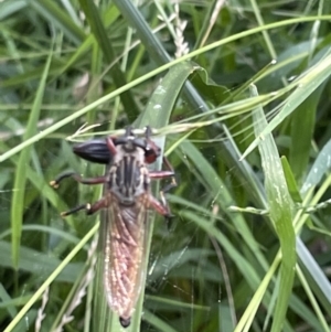 Zosteria sp. (genus) at Campbell, ACT - 16 Jan 2023