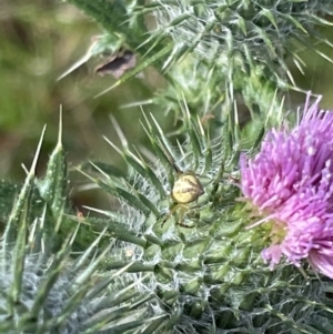 Australomisidia rosea at Campbell, ACT - 16 Jan 2023