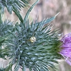 Australomisidia rosea at Campbell, ACT - 16 Jan 2023