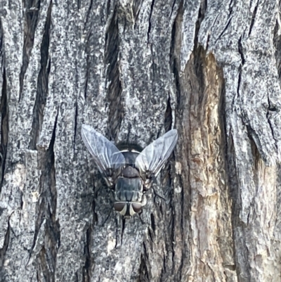 Tachinidae (family) (Unidentified Bristle fly) at Campbell, ACT - 16 Jan 2023 by Hejor1