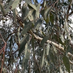 Eucalyptus bridgesiana (Apple Box) at Mount Ainslie - 16 Jan 2023 by Hejor1