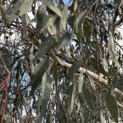 Eucalyptus bridgesiana (Apple Box) at Campbell, ACT - 16 Jan 2023 by Hejor1