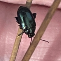 Arsipoda sp. (genus) (A flea beetle) at Dickson Wetland Corridor - 21 Jan 2023 by Hejor1