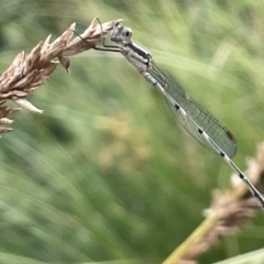 Austrolestes leda (Wandering Ringtail) at Dickson, ACT - 21 Jan 2023 by Hejor1