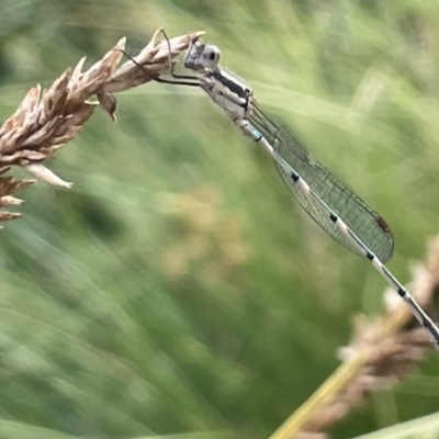 Austrolestes leda (Wandering Ringtail) at Dickson, ACT - 21 Jan 2023 by Hejor1