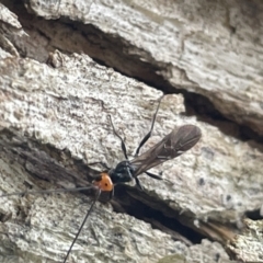 Callibracon capitator (White Flank Black Braconid Wasp) at Yarralumla, ACT - 22 Jan 2023 by Hejor1