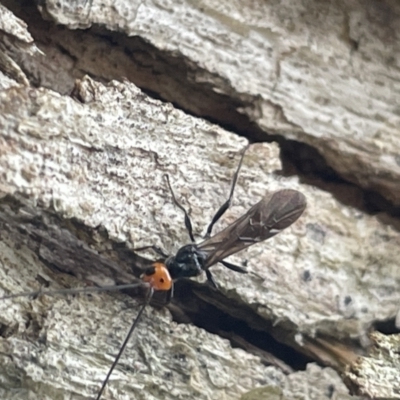Callibracon capitator (White Flank Black Braconid Wasp) at Yarralumla, ACT - 22 Jan 2023 by Hejor1