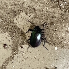 Chalcopteroides columbinus (Rainbow darkling beetle) at Yarralumla, ACT - 22 Jan 2023 by Hejor1